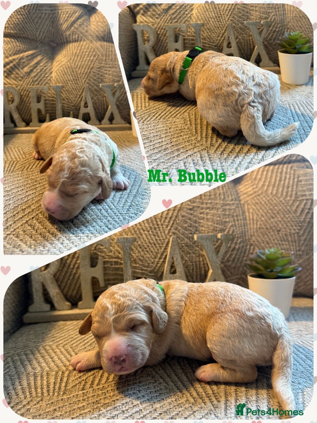 Australian Labradoodle dogs for sale: Australian Labradoodle Puppies F1b - Image 20