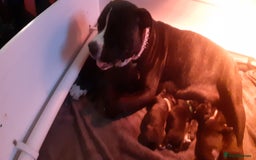 Mixed Breed dogs for sale: Staff x american bullsog x blue staff - Image 8
