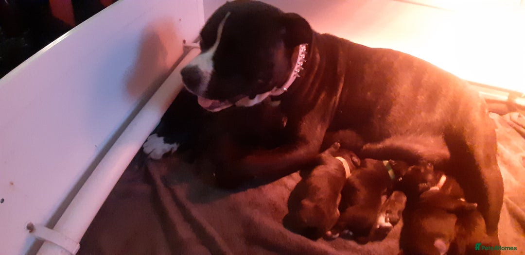 Mixed Breed dogs for sale: Staff x american bullsog x blue staff - Image 8