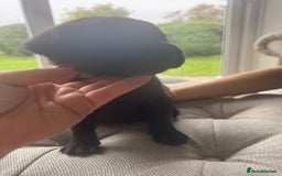 Labrador Retriever dogs for sale: Stunning homebred labs - Advert 19