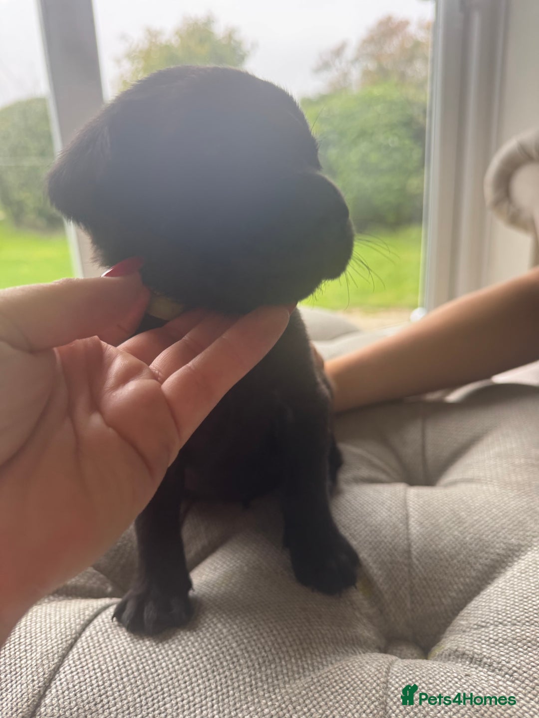 Labrador Retriever dogs for sale: Stunning homebred labs - Advert 19