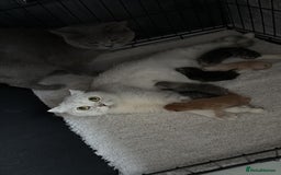 Scottish Fold cats for sale: 5 kittens Ready to find their forever homes  - Image 28