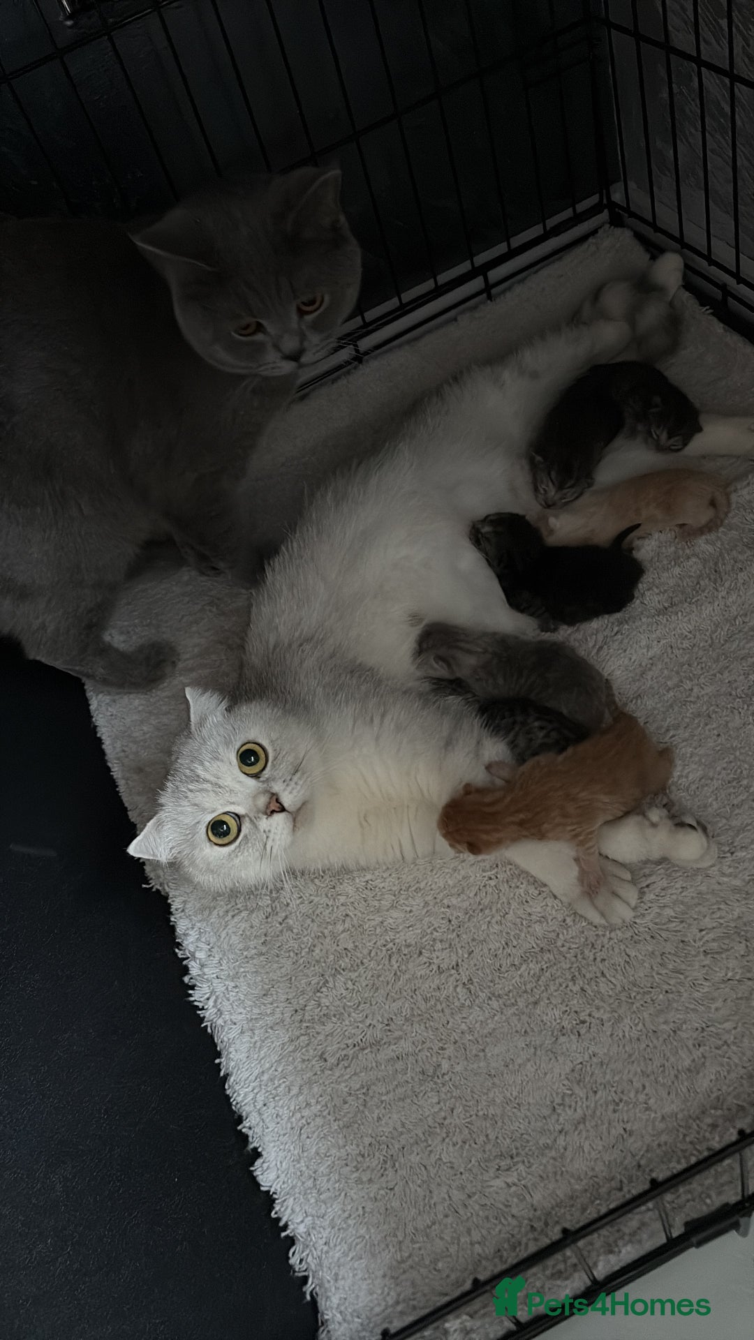 Scottish Fold cats for sale: 5 kittens Ready to find their forever homes  - Image 28