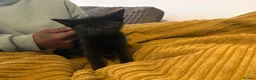 Mixed Breed cats for sale: 11 week old black male kittens  - Advert 2