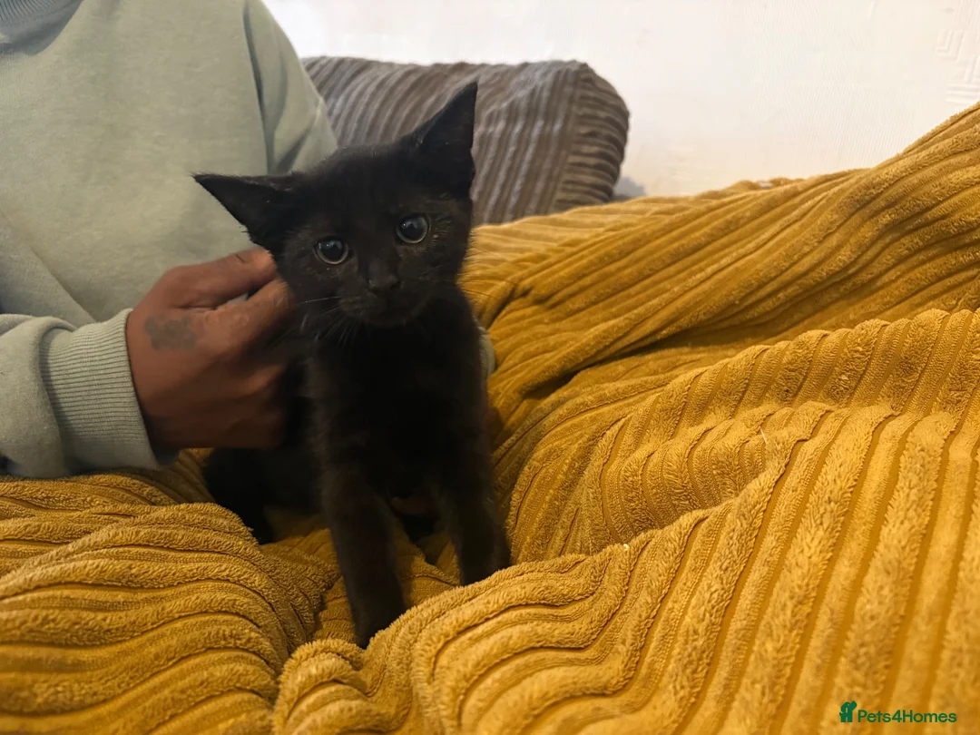 Mixed Breed cats for sale: 11 week old black male kittens  - Advert 2