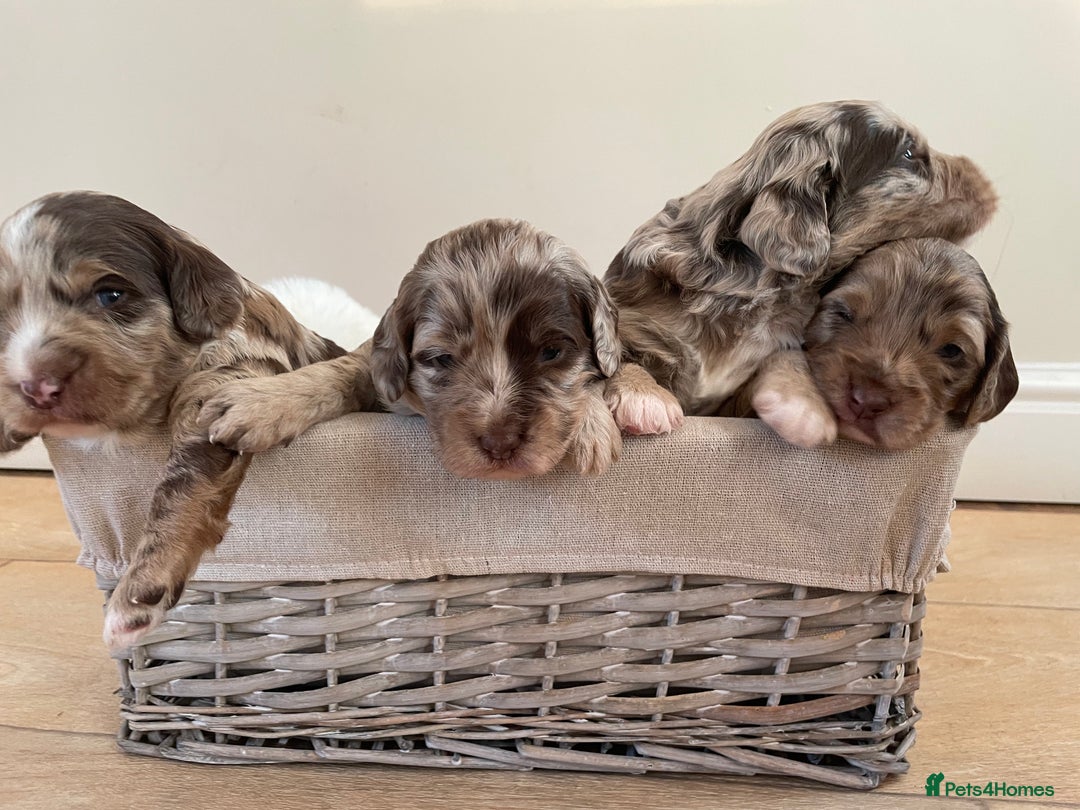 Sproodle dogs for sale: Sproodle Puppy 3 - 💥 Rare Gorgeous Chocolate Merle Sproodles 🐶 - Image 30
