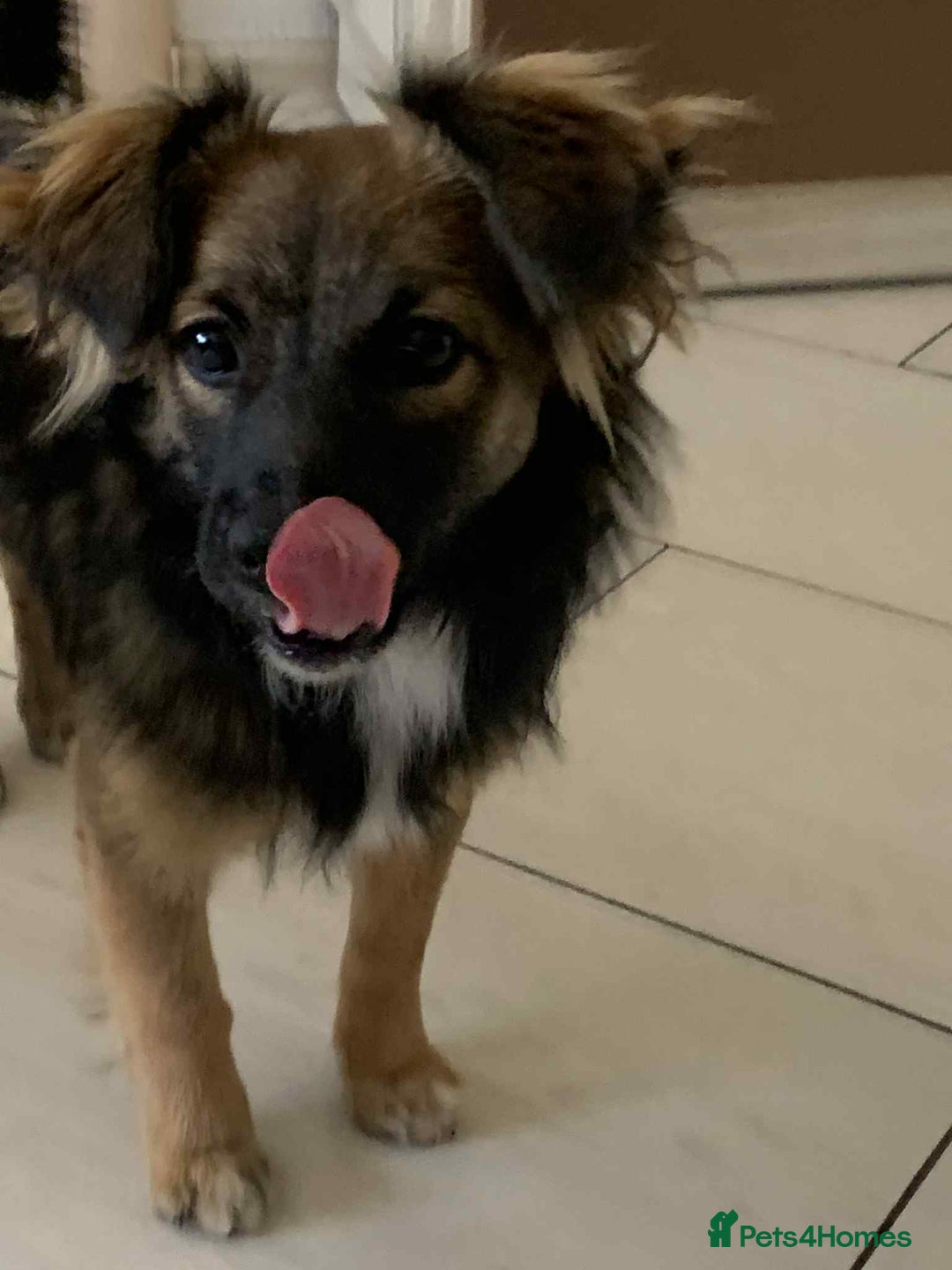 Mixed Breed dogs for adoption: 💖🐶 JENNY 🐶💖 - Image 10