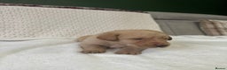 Labrador Retriever dogs for sale: Stunning litter of 9 golden labradors  - Advert 5