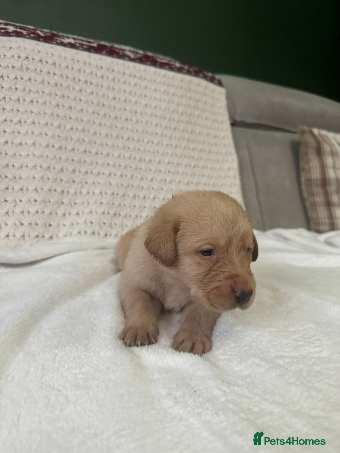 Labrador Retriever dogs for sale: Stunning litter of 9 golden labradors  - Advert 5