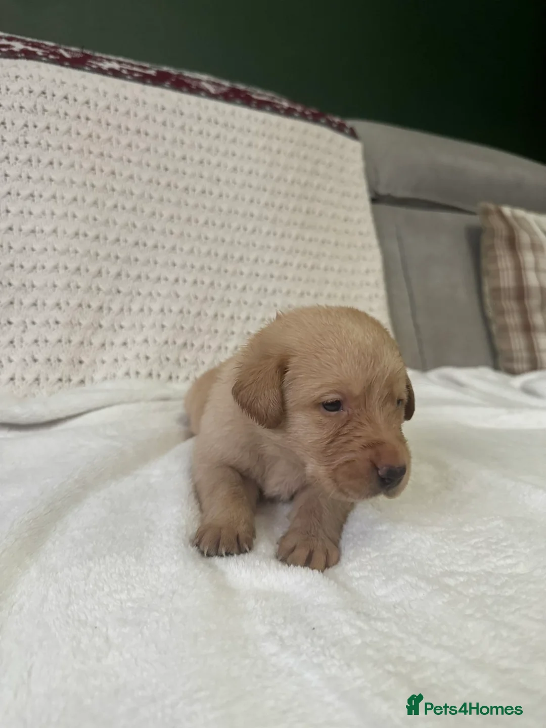 Labrador Retriever dogs for sale: * SOLD * Stunning litter of 9 golden labradors  - Advert 6