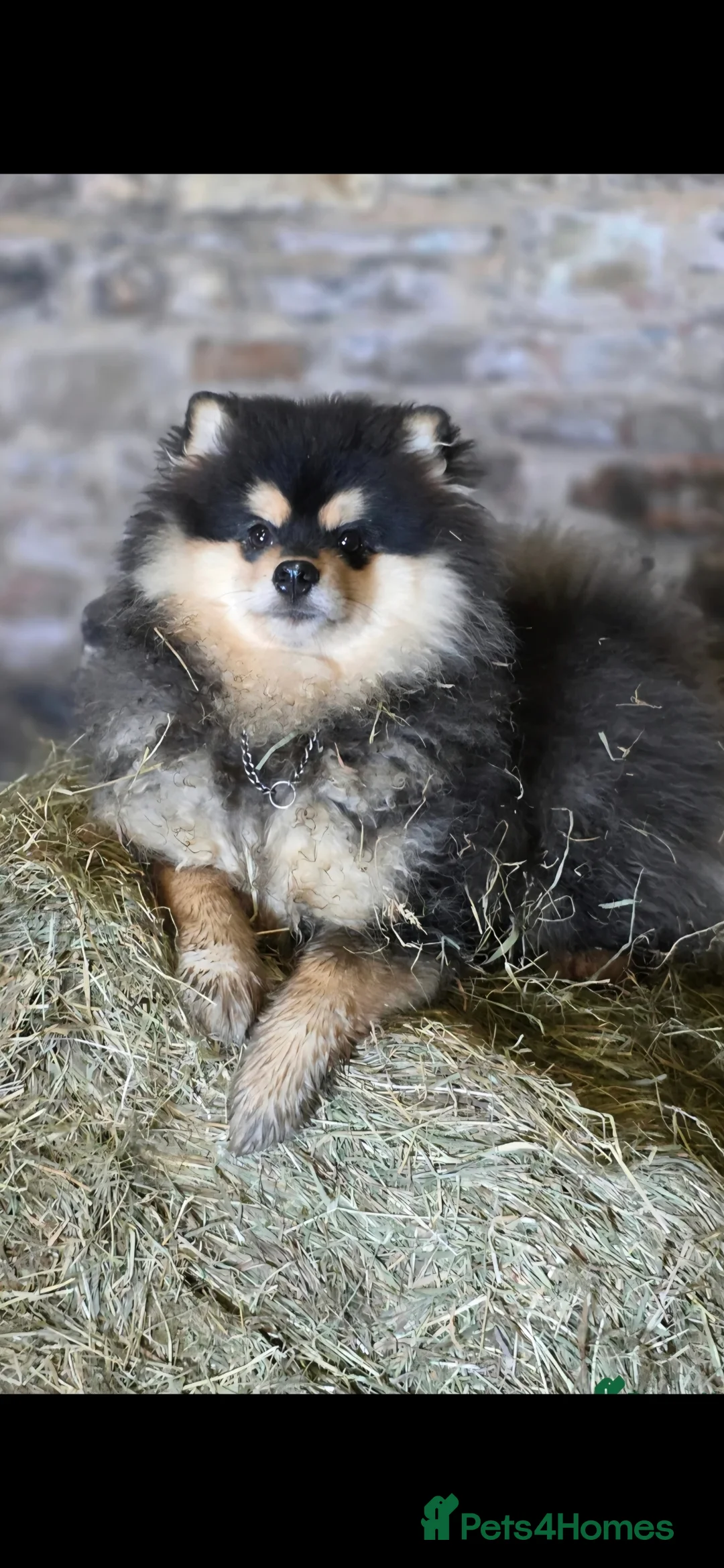 Pomsky dogs for sale: Batman F3 Pomsky boy  - Advert 26
