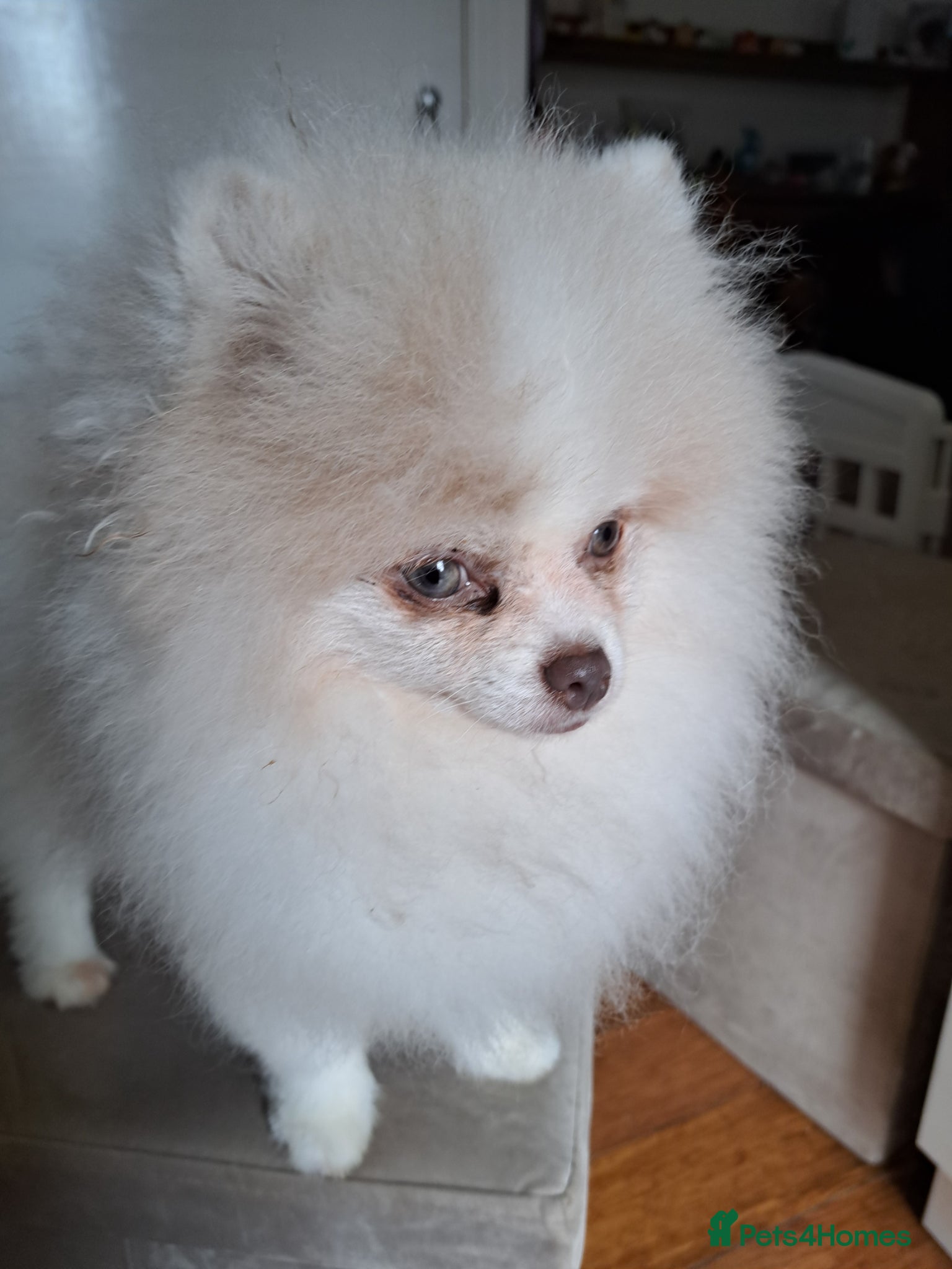 Pomeranian dogs for sale: Gorgeous Pale Lilac Merle Male in Ryde - Advert 6