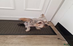 Yorkshire Terrier dogs for sale: Yorkshire terrier puppy's  - Image 11