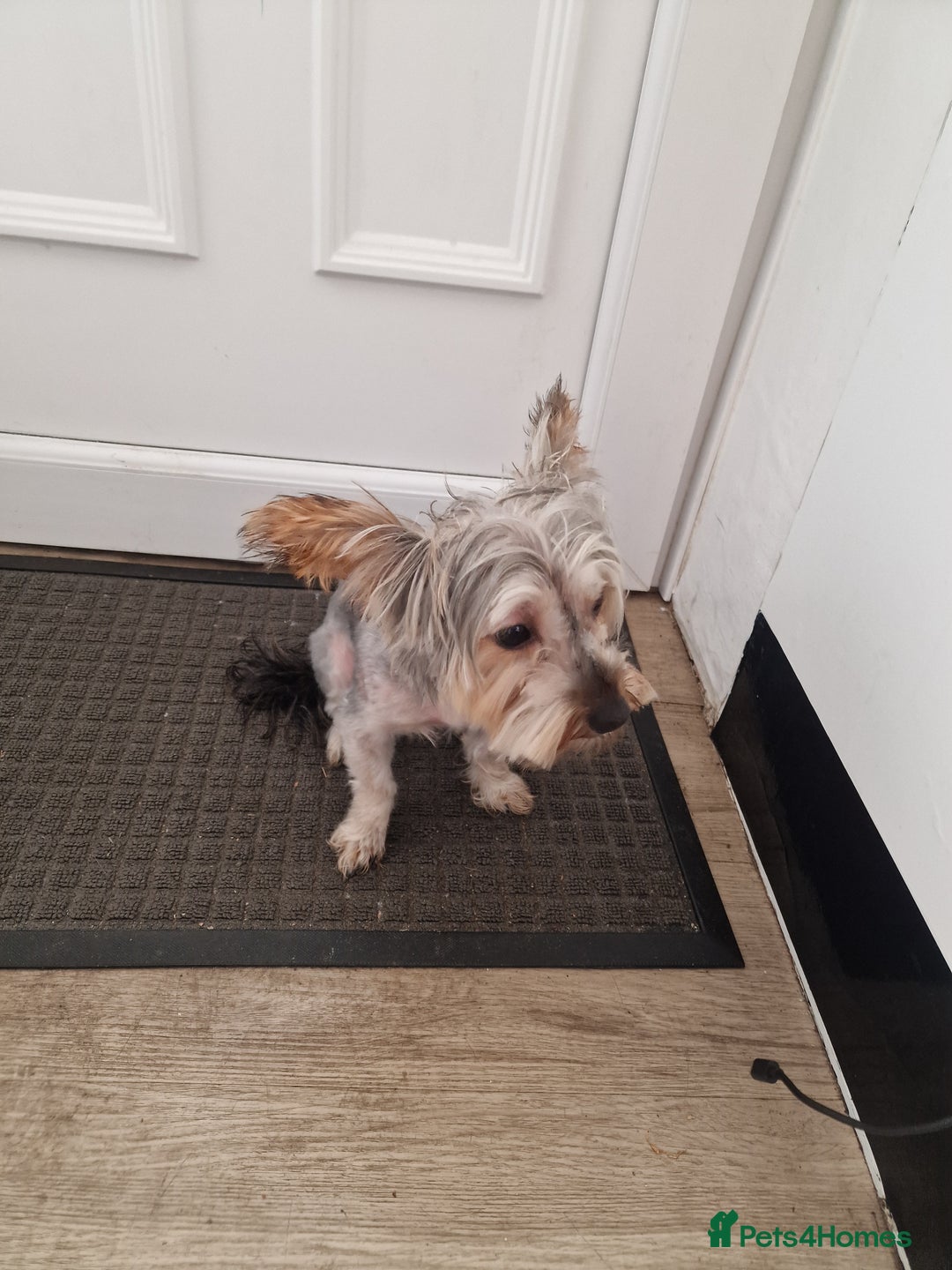 Yorkshire Terrier dogs for sale: Yorkshire terrier puppy's  - Image 11