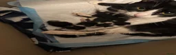 Mixed Breed cats for sale: Black and white tuxedo kittens  in London - Advert 3