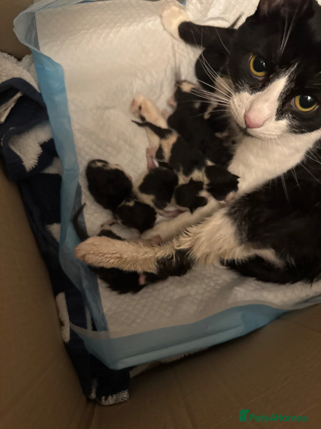 Mixed Breed cats for sale: Black and white tuxedo kittens  in London - Advert 3
