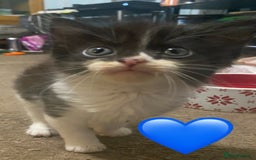 British Shorthair cats for sale: 4 little sweethearts - Image 7