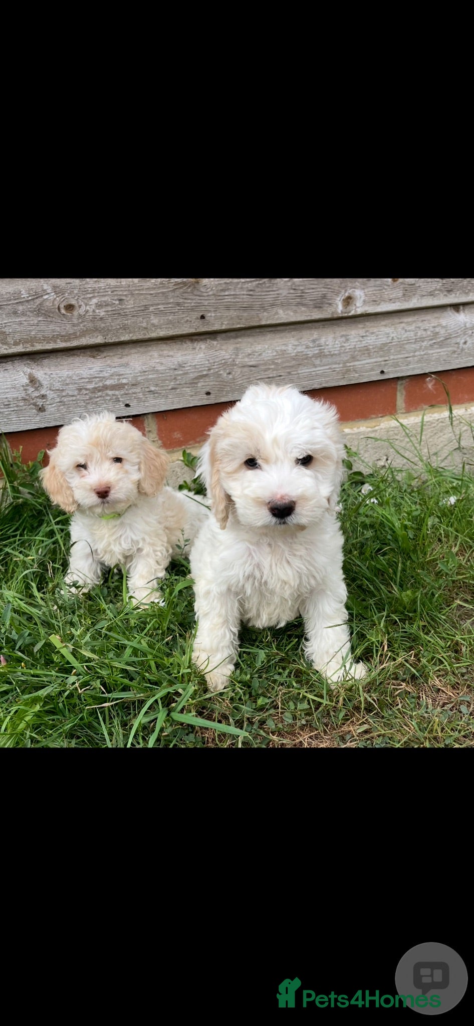 Cockapoo dogs adorable cockapoo puppies - Advert 1