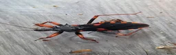 Beetles invertebrates for sale: Pystalla Horrida nymphs(horrid king assassin bug)  - Advert 3