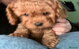 Cavapoo dogs for sale: Playful, affectionate, red Cavapoo puppies  - Image 37