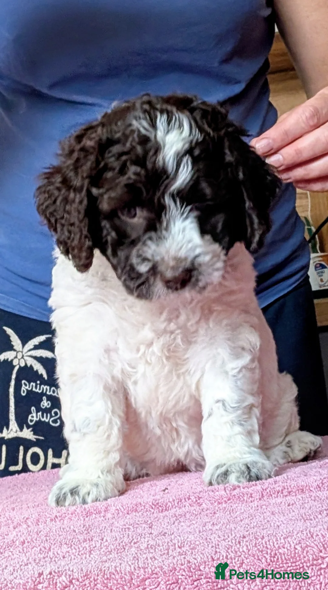 Spanish Water Dog dogs for sale: Spanish water dog  - Advert 2