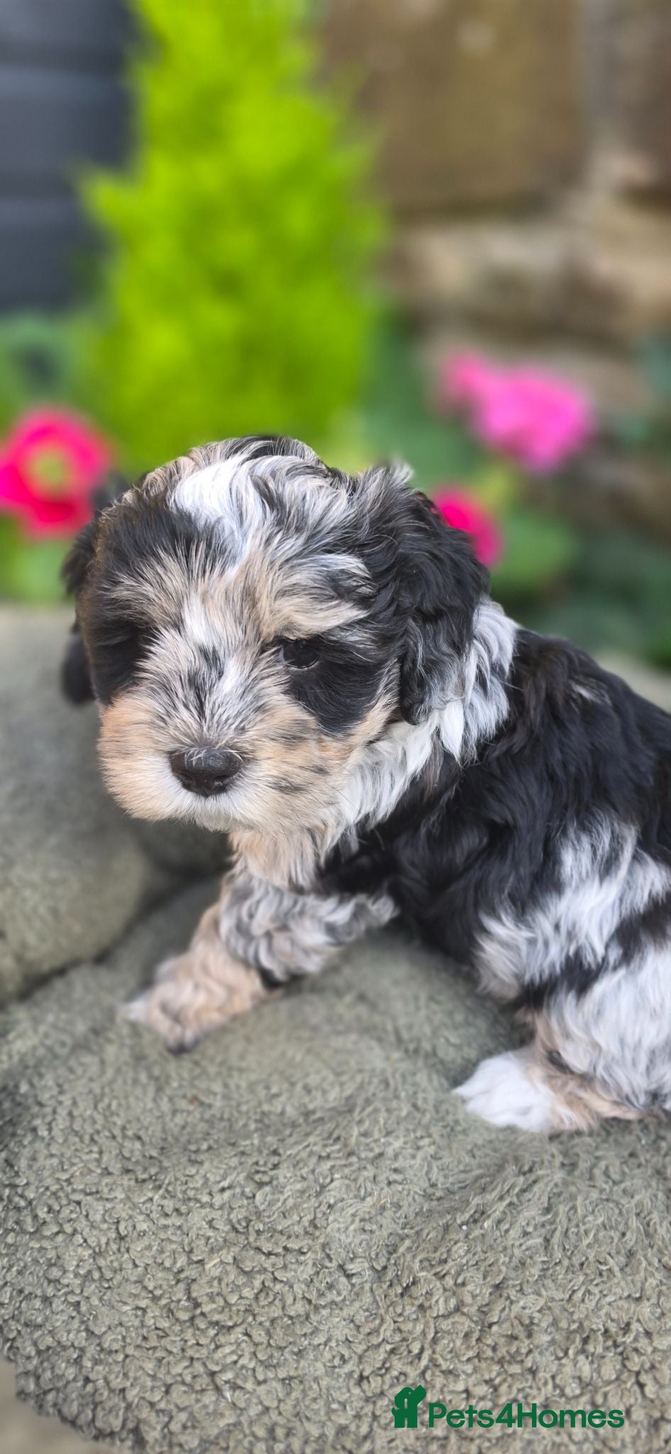 Mixed Breed dogs Lacasapoo Puppies – 3 Girls & 2 Boys Available - Advert 2