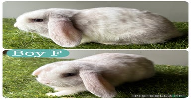 Mini Lop rabbits in Manchester - Advert 7