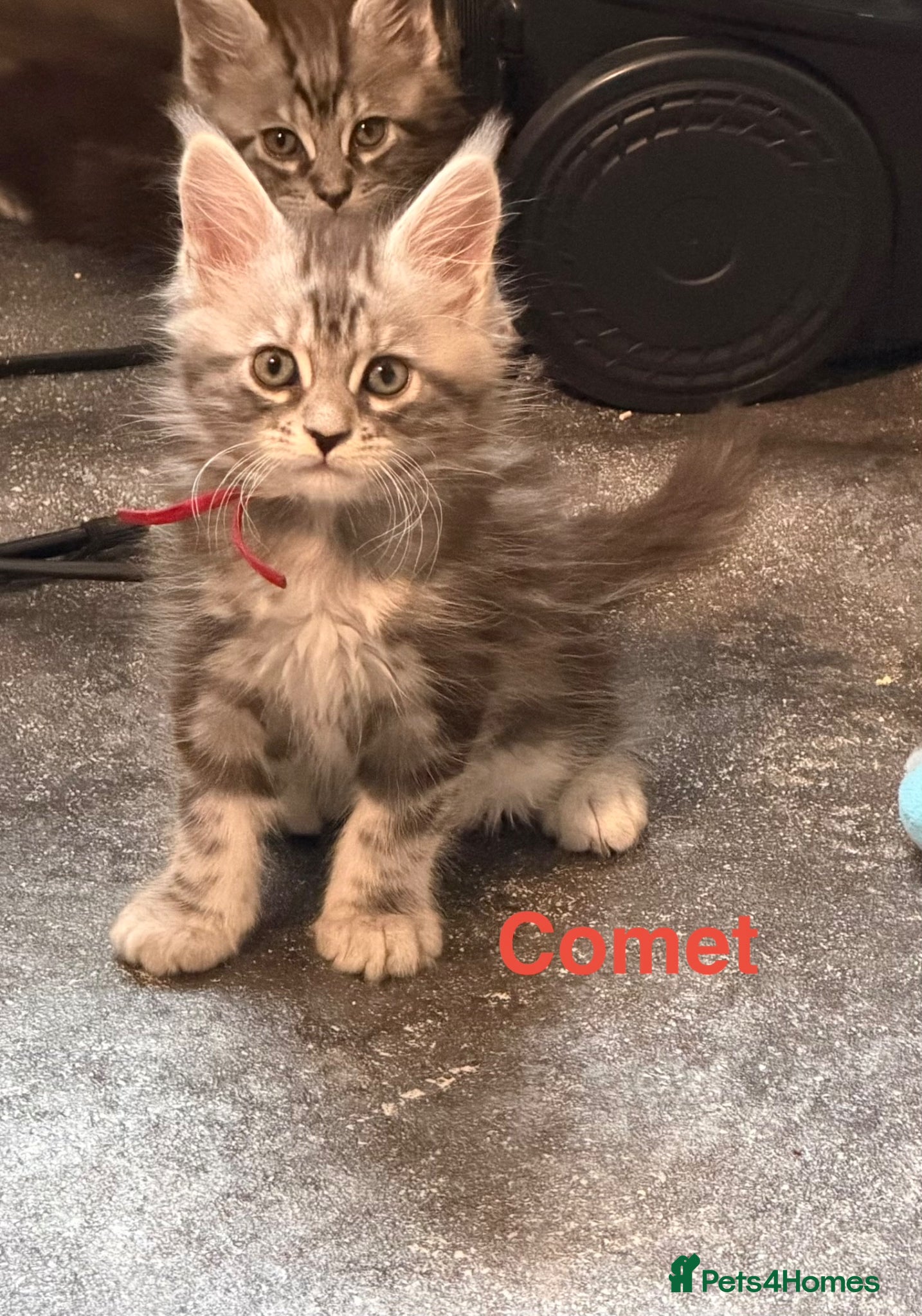 Maine Coon cats TICA Registered Maine Coon Kittens - Advert 18