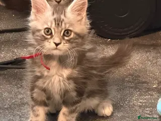 Maine Coon cats TICA Registered Maine Coon Kittens - Advert 18