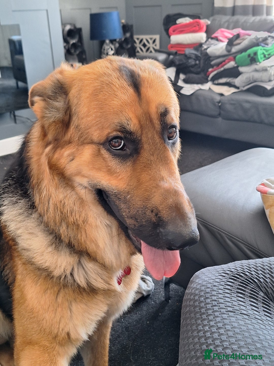 German Shepherd dogs for sale: 2 yr old male German shepherd  - Image 1