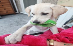Labrador Retriever dogs for sale: 6.5month labrador pup looking for a loving home - Image 2