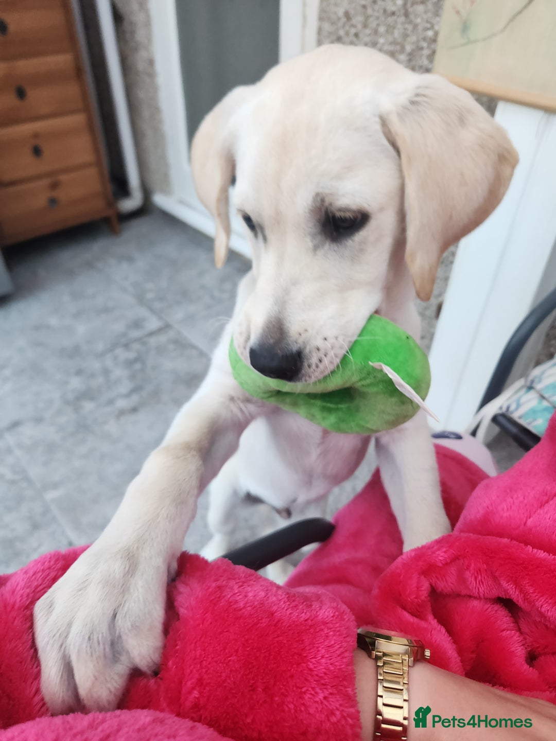 Labrador Retriever dogs for sale: 6.5month labrador pup looking for a loving home - Image 2
