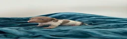 Miniature Dachshund dogs for sale: Lilac piebald miniature dachshund puppies  - Advert 18