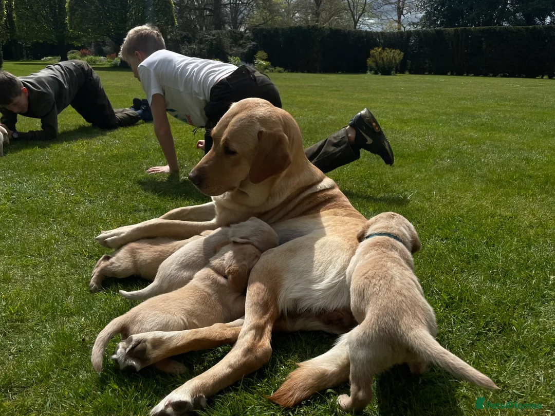 Labrador Retriever dogs for sale: Two beautiful yellow Labrador Retriever pups in Luton - Advert 2