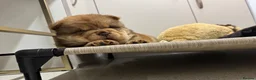 Chow Chow dogs for sale: Chow chow puppies  in Redhill - Advert 7