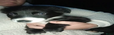Border Collie 5