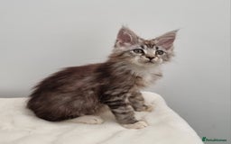 Maine Coon cats for sale: Pedigree Maine Coon Kittens for sale  - Image 32