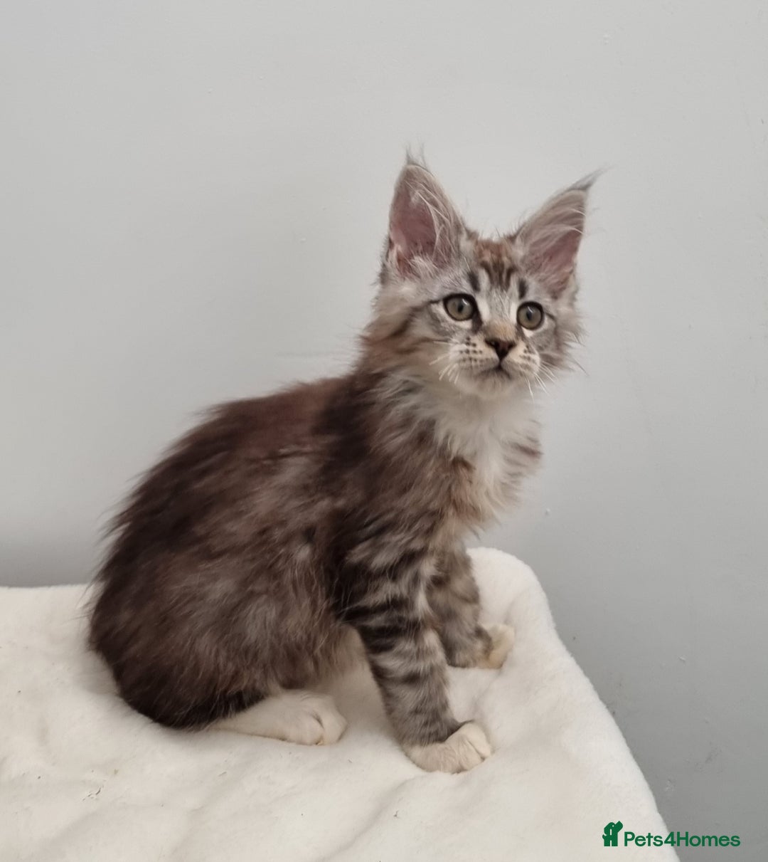 Maine Coon cats for sale: Pedigree Maine Coon Kittens for sale  - Image 32