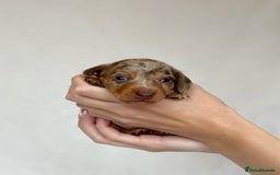 Miniature Dachshund dogs for sale: Miniature Dachshunds Puppies PRA Clear, KC Reg - Image 19
