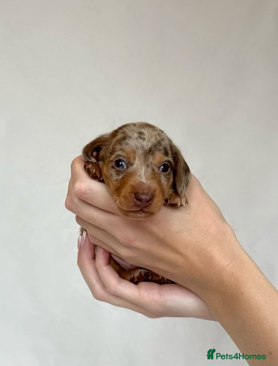Miniature Dachshund dogs for sale: Miniature Dachshunds Puppies PRA Clear, KC Reg - Image 19