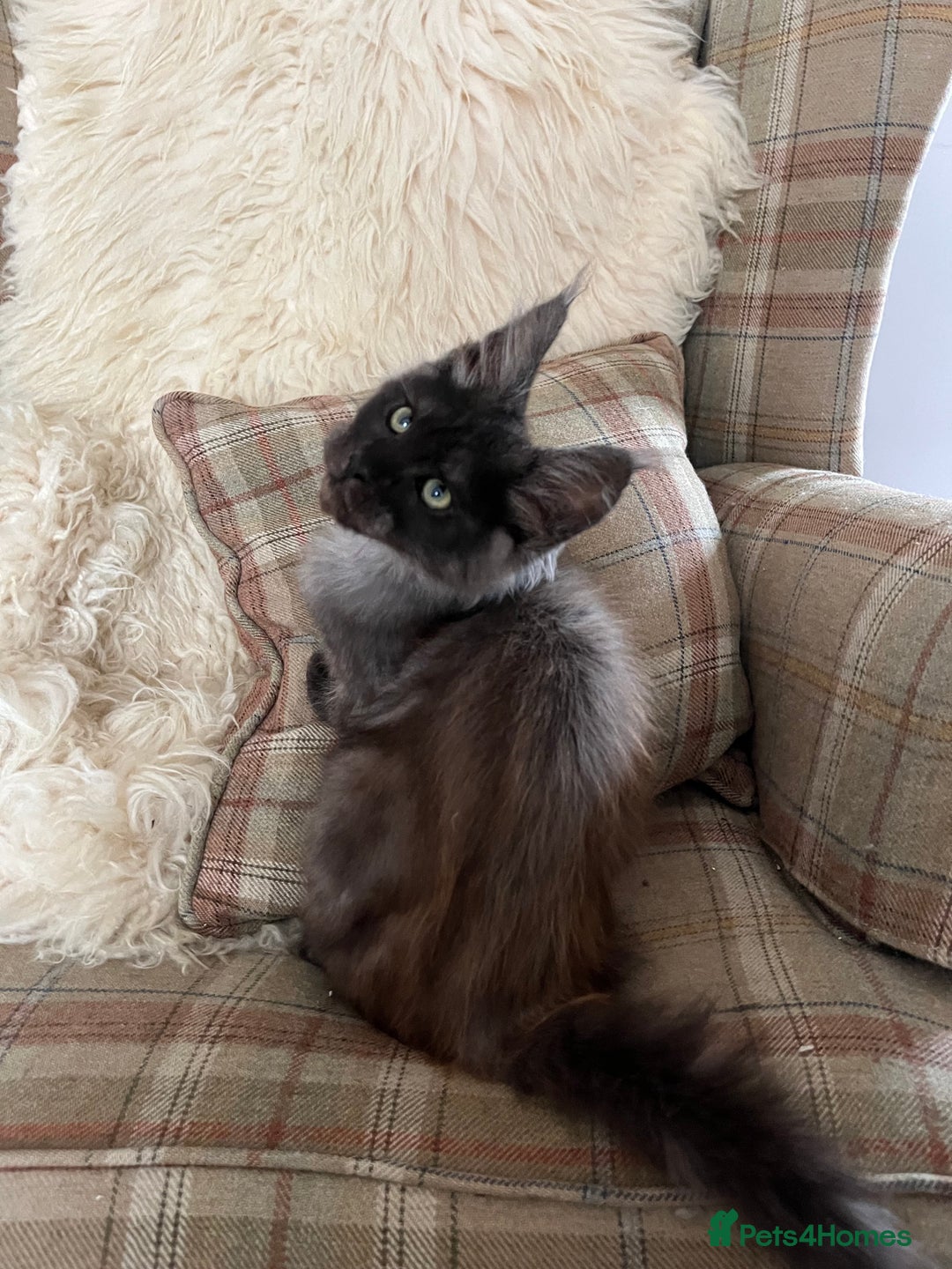 Maine Coon cats for sale: ⭐️Beautiful Maine Coon Kittens⭐️ - Image 16