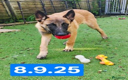 Belgian Shepherd Dog dogs for sale: KC Reg Belgian Shepherd Malinois pups for sale in Newport - Image 6