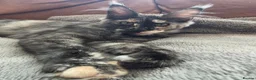 Maine Coon cats for sale: 🐾 Stunning GCCF registered Maine Coon kittens 💕 - Advert 6