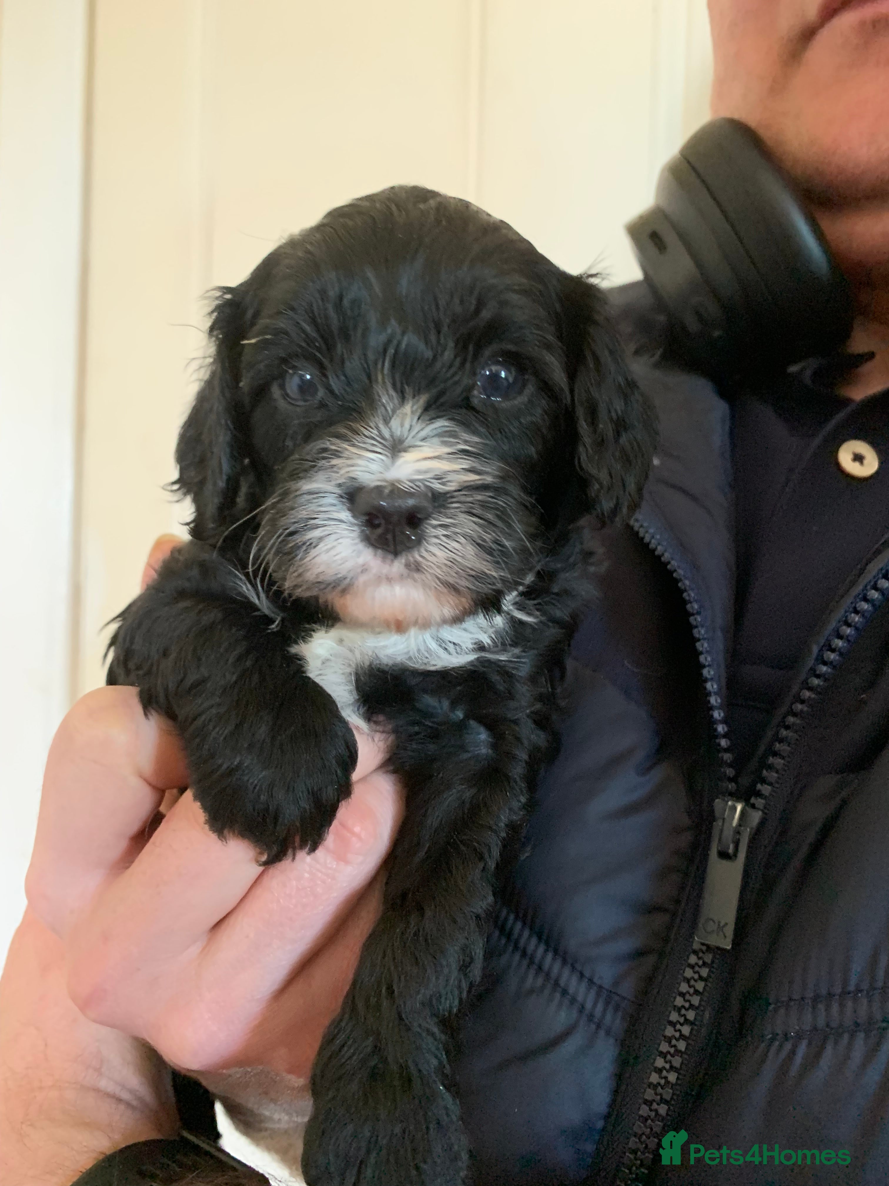 Cavapoo dogs  Lovely home reared F1 Cavapoo 7 weeks old - Advert 2
