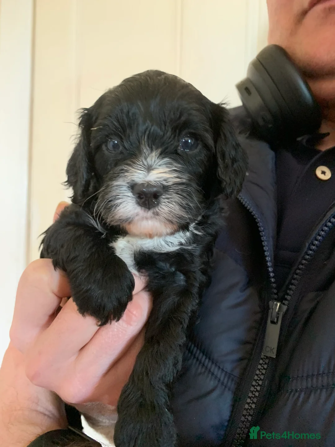 Cavapoo dogs for sale:  Lovely home reared F1 Cavapoo 7 weeks old - Advert 1
