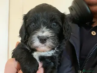 Cavapoo dogs Lovely home reared F1 Cavapoo 7 weeks old - Advert 2
