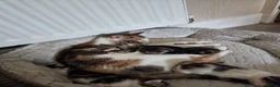 Mixed Breed cats for sale: 4 beautiful kittens  - Advert 3