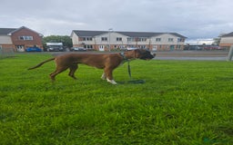 Boxer dogs for sale: 7 month boxer pup  - Image 5