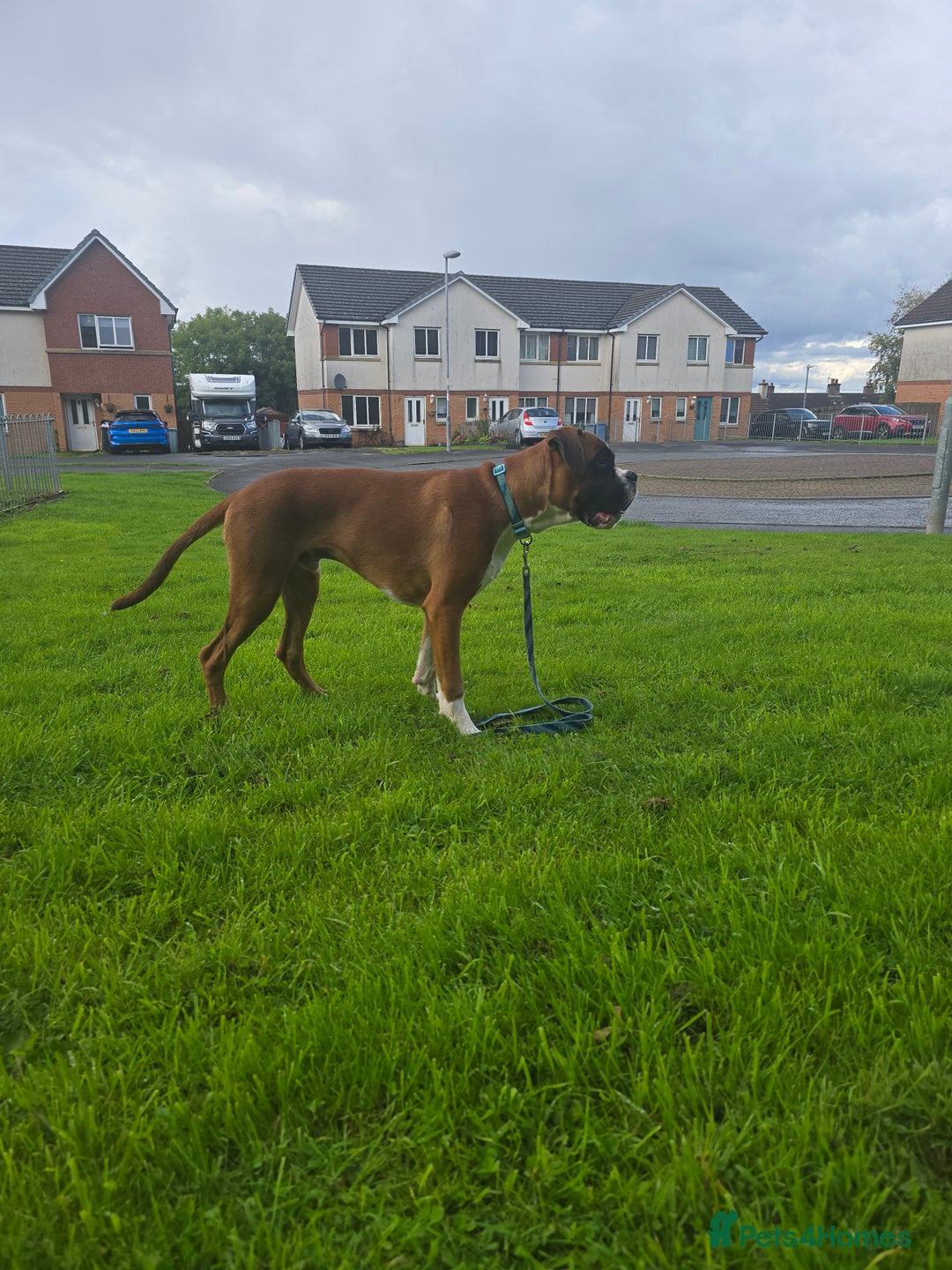Boxer dogs for sale: 7 month boxer pup  - Image 5