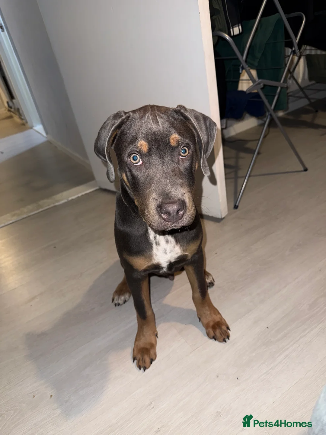 Mixed Breed dogs for sale: Woody - 7 months old American staff  - Advert 5